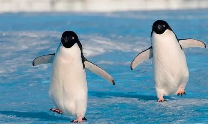  Ağzınızı açık bırakacak ilginç bilgiler - 5 yeni bilgi. penguenler-neden-komik-yurur