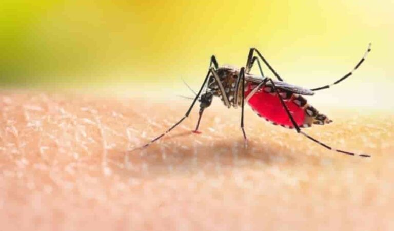 Sivrisinekler bazı insanları neden daha fazla ısırır? İşte nedeni