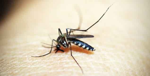  Sivrisinekler bazı insanları neden daha fazla ısırır? İşte nedeni sivri_sinekler-min