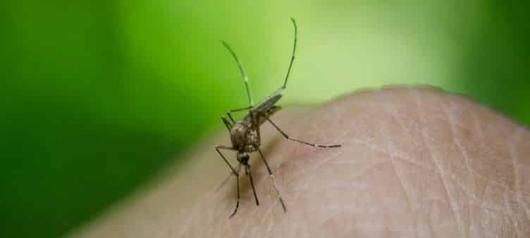  Sivrisinekler bazı insanları neden daha fazla ısırır? İşte nedeni sivri_sinekler_neden_bazi_insanlari_daha_cok_isirir-min