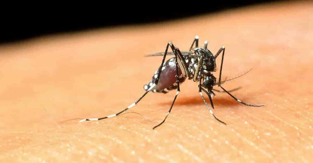 Sivrisinekler bazı insanları neden daha fazla ısırır? İşte nedeni sivri_sinekler_neden_isirir-min-1024x535