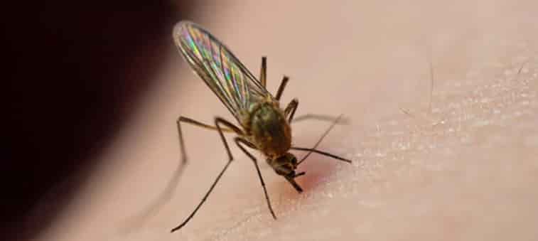  Sivrisinekler bazı insanları neden daha fazla ısırır? İşte nedeni sivrisinek-min