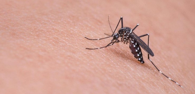  Sivrisinekler bazı insanları neden daha fazla ısırır? İşte nedeni sivrisinek_isirik